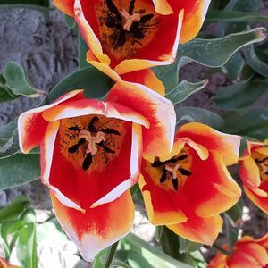 Meet your Posher, Gwen